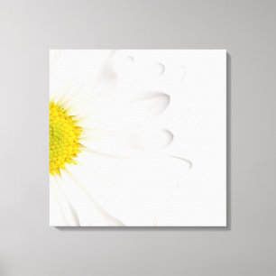 Weißes Gänseblümchen-Blumen-Hintergrund Leinwanddruck