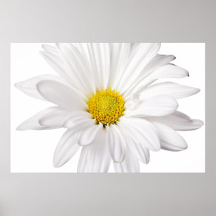 Weißes Gänseblümchen-Blumen-Hintergrund Poster