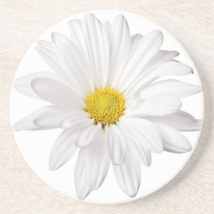 Weißes Gänseblümchen-Blumen-Hintergrund Untersetzer