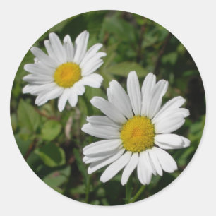 Weißes Gänseblümchen Runder Aufkleber