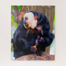 Weißes Gesicht Saki Affe.