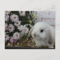 Weißes Häschen, Kaninchen mit Blumen Osterhase