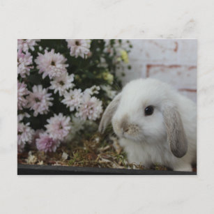 Weißes Häschen, Kaninchen mit Blumen Osterhase Postkarte