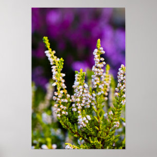 Weißes Heidekraut-Blumenposter Poster