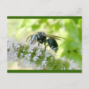 Weißes Hornet Postkarte