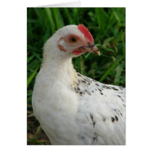 Weißes Huhn