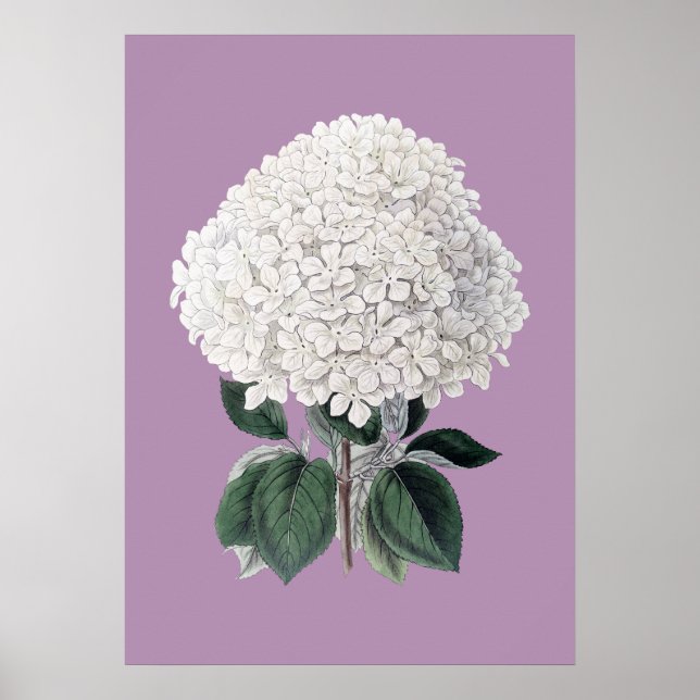 Weißes Hydrangea-Lila-Poster Poster (Vorne)
