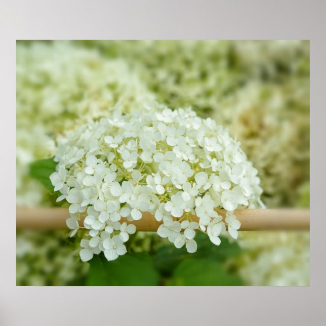 Weißes Hydrangea Poster (Vorne)