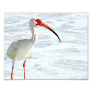Weißes IBIS auf dem Strand Fotodruck