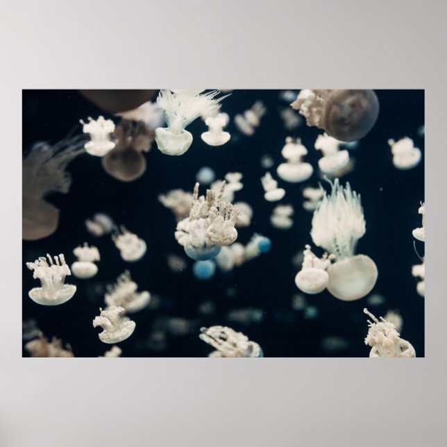WEISSES JELLYFISH UNTERWASSER-FOTO POSTER (Vorne)