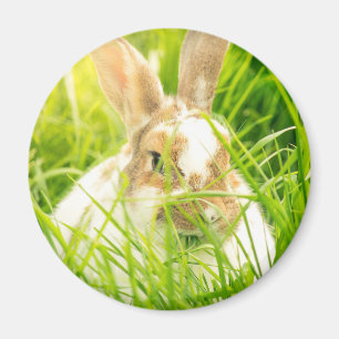 Weißes Kaninchen3 Magnet