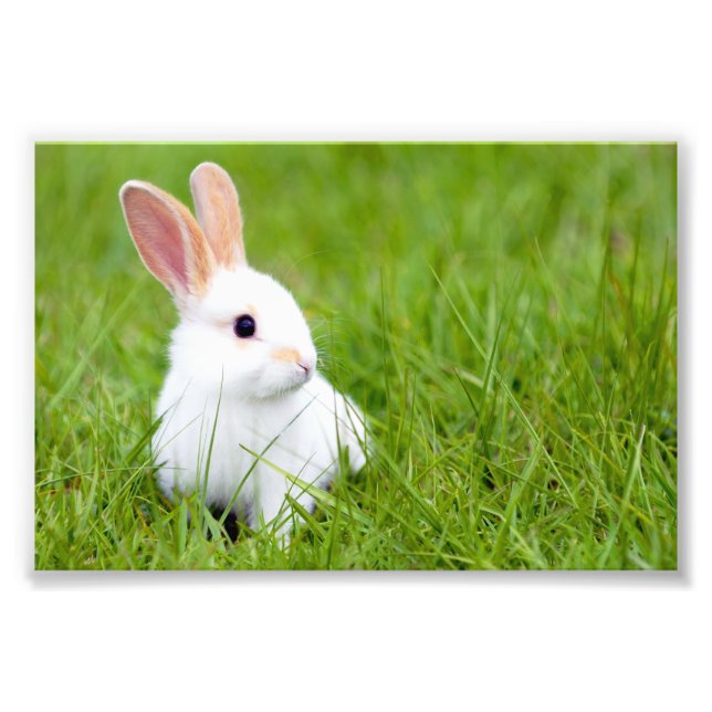 Weißes Kaninchen Fotodruck (Vorne)