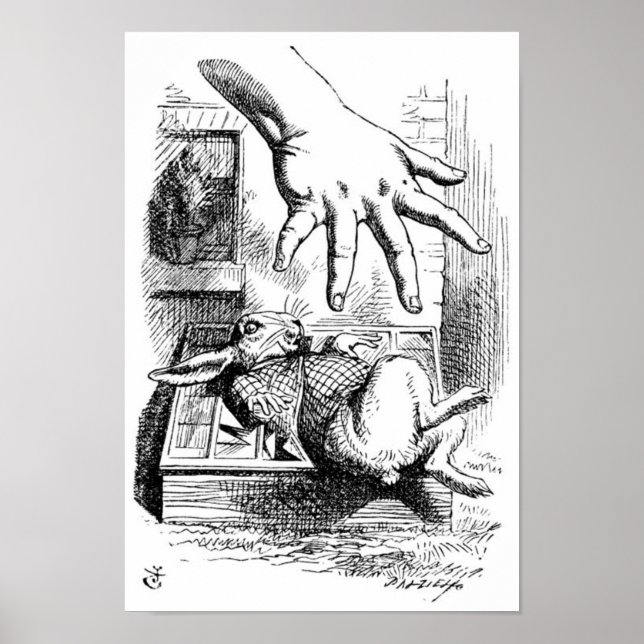 Weißes Kaninchen Poster (Vorne)