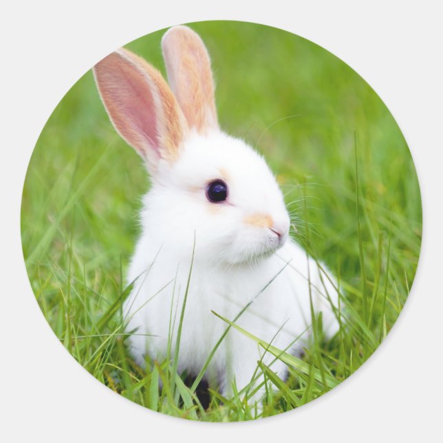 Weißes Kaninchen Runder Aufkleber (Vorderseite)