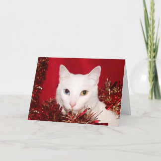Weißes Katze Weihnachten
