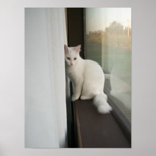Weißes Katzenposter Poster