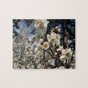 Weißes Kirschbär / Sakura / ラ(桜)