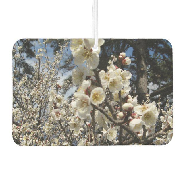 Weißes Kirschbär / Sakura / ラ(桜) Autolufterfrischer (Vorderseite)