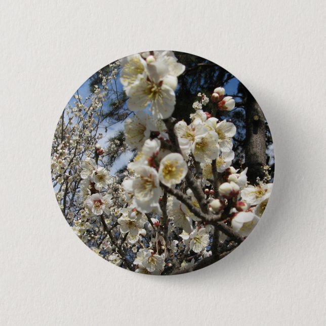Weißes Kirschbär / Sakura / ラ(桜) Button (Vorderseite)