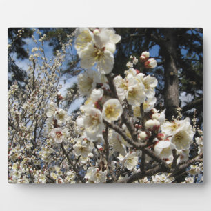 Weißes Kirschbär / Sakura / ラ(桜) Fotoplatte
