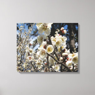 Weißes Kirschbär / Sakura / ラ(桜) Leinwanddruck
