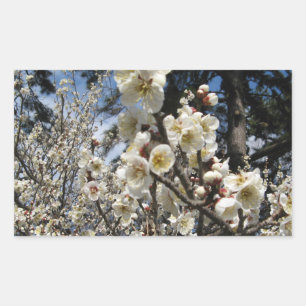 Weißes Kirschbär / Sakura / ラ(桜) Rechteckiger Aufkleber