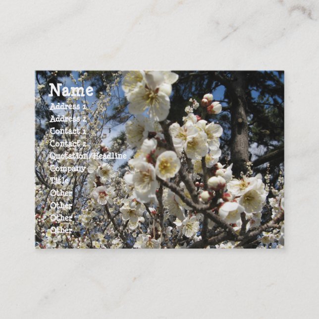 Weißes Kirschbär / Sakura / ラ(桜) Visitenkarte (Vorderseite)