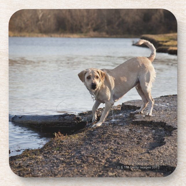 Weißes Labrador nahe einem See Getränkeuntersetzer (Vorderseite)