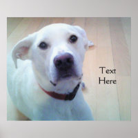 Weißes Labrador Retriever Mix Hund mit süßem Gesic