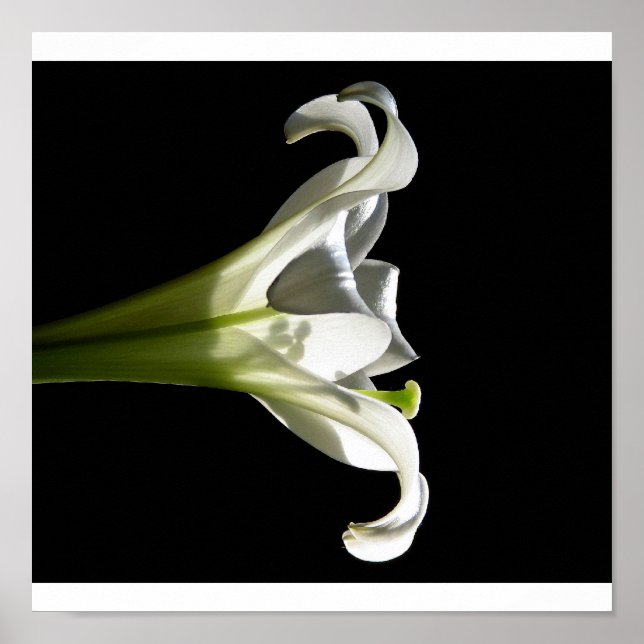Weißes Lilienposter 2 Poster (Vorne)