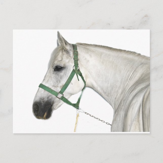 Weißes Lipizzaner Pferd Postkarte (Vorderseite)