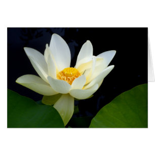 Weißes Lotus