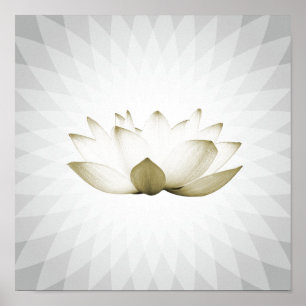 Weißes Lotus-Massage-Therapie-Yoga-Training Poster
