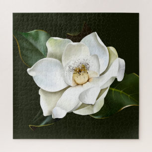 Weißes Magnolia Grüner Hintergrund