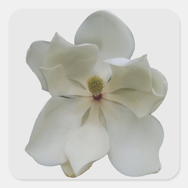 Weißes Magnolie auf Aufklebern Quadratischer Aufkleber (Vorderseite)