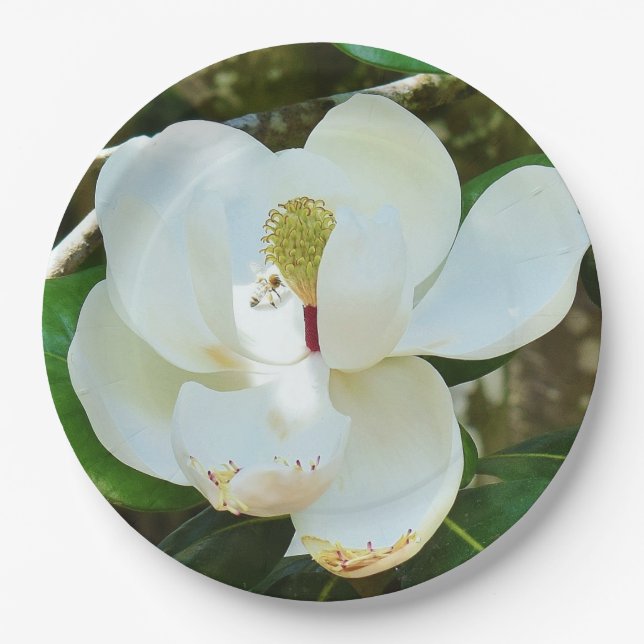 Weißes Magnolienblütenblütenblatt Pappteller (Vorderseite)
