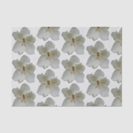 Weißes Magnolium auf Papiertaschentuch Seidenpapier