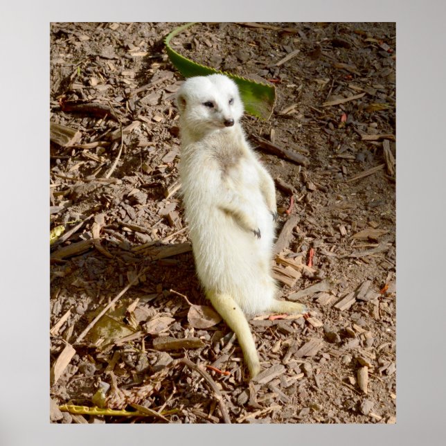 Weißes Meerkat, Stehend in der Sonne, Poster (Vorne)