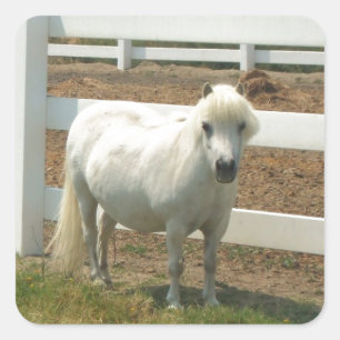 Weißes Miniaturpferd Quadratischer Aufkleber
