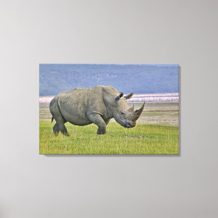 Weißes Nashorn und entfernte Zwergflamingos, Leinwanddruck