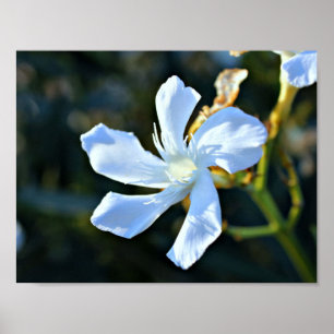 Weißes Oleander-Blumen-Wand-Plakat/Druck Poster