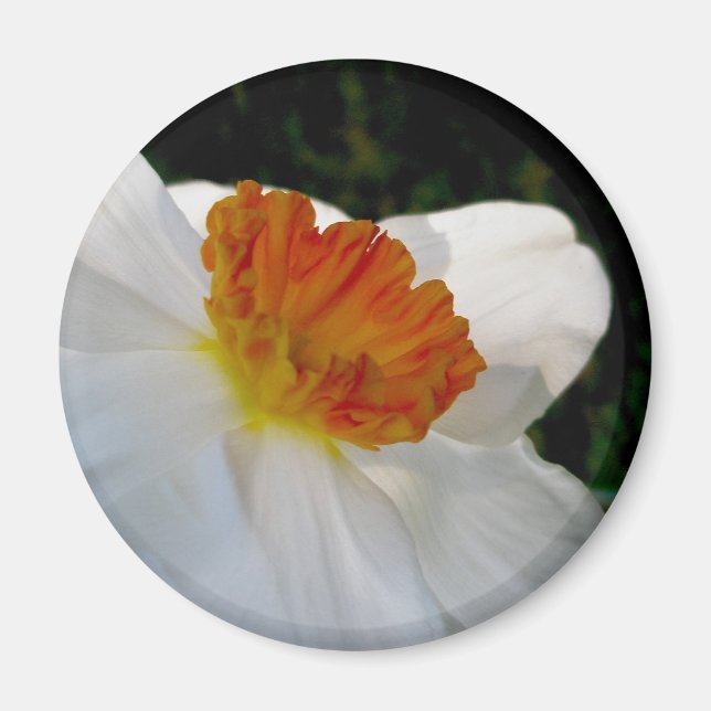 Weißes Orange Narcissus Magnet (Vorne)