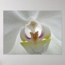 Weißes Orchid-Poster