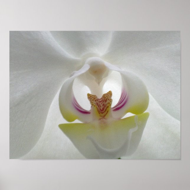 Weißes Orchid-Poster Poster (Vorne)