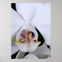 Weißes Orchideenblumenposter