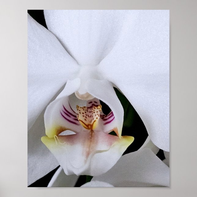 Weißes Orchideenblumenposter Poster (Vorne)