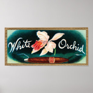 Weißes Orchideenkirsch Poster