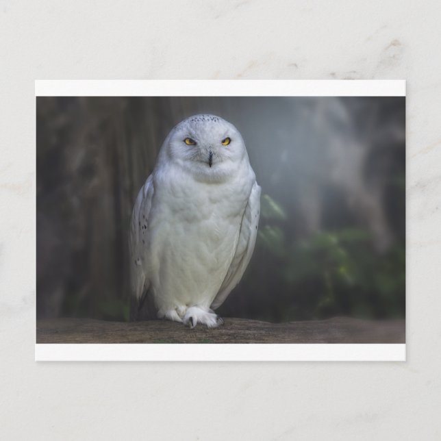 Weißes Owl in der Nacht Postkarte (Vorderseite)