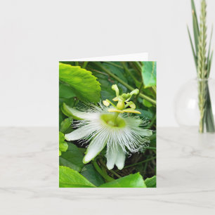 Weißes Passiflora Karte