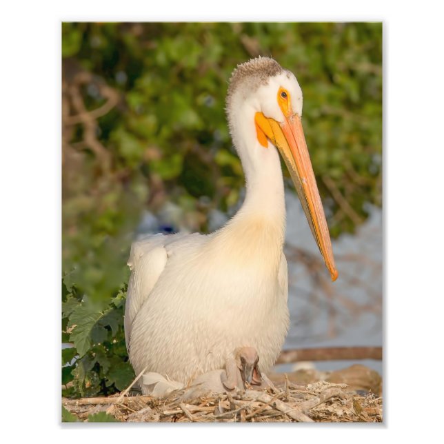 Weißes Pelikan mit Babyfotografie Print Fotodruck (Vorne)